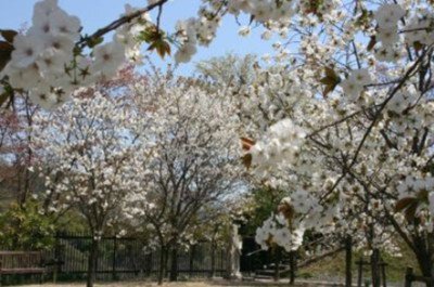 みやま公園の桜