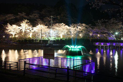 甘木公園の桜(福岡県朝倉市)