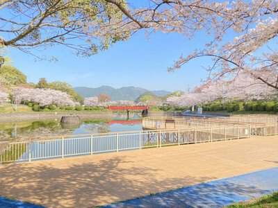 甘木公園の桜(福岡県朝倉市)