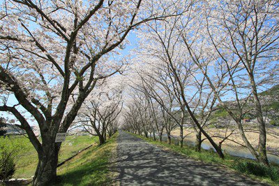 太田川桜堤の桜