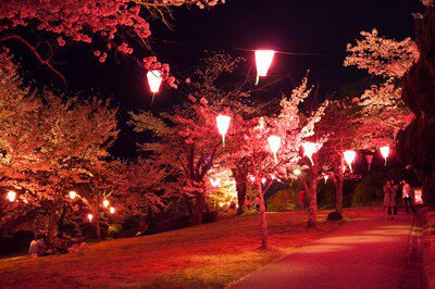 城山公園の桜(岡山県)