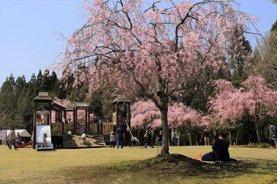 越前陶芸村の桜