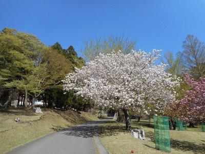 牡鹿半島 金華山の桜