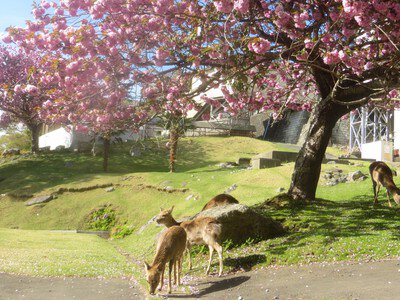 牡鹿半島 金華山の桜