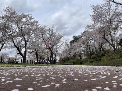 前森公園の桜