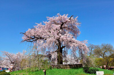 円山公園の桜(京都府)