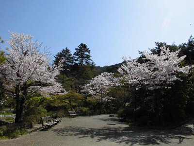 円山公園の桜(京都府)