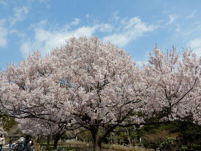 蘆花恒春園の桜