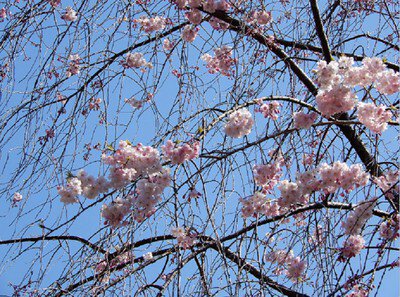 蘆花恒春園の桜
