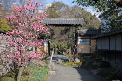 東本願寺・渉成園(枳殻邸)の桜