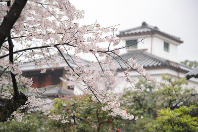 東本願寺・渉成園(枳殻邸)の桜