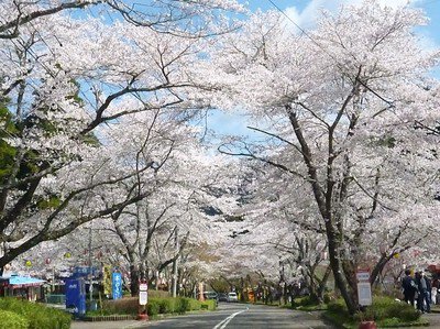 寺尾ヶ原千本桜公園の桜