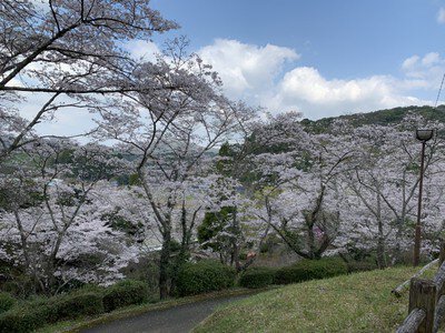 大津山公園の桜
