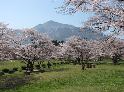羊山公園の桜
