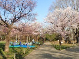 円山公園の桜(北海道) 画像(2/5)