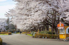 国営みちのく杜の湖畔公園の桜(ソメイヨシノ) 画像(2/3)