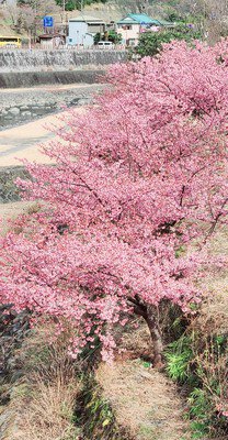箱根湯本の桜