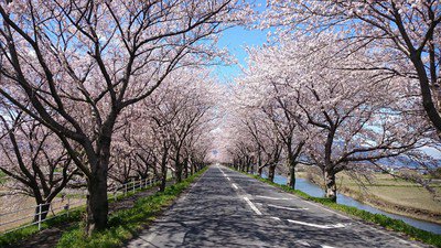 平田公園と大榑川の桜並木