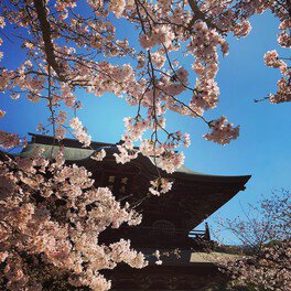 建長寺の桜 桜名所 お花見21 ウォーカープラス
