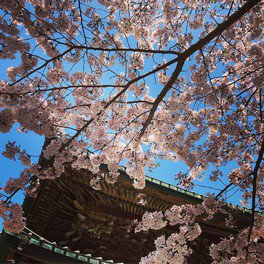 建長寺の桜 桜名所 お花見21 ウォーカープラス