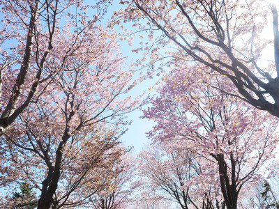 モエレ沼公園サクラの森の桜