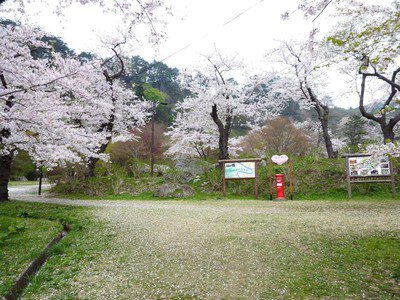 きみまち阪県立自然公園の桜