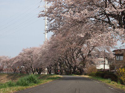 久慈川河川敷の桜並木の桜