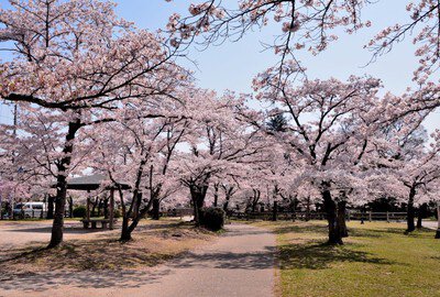 天覧山・中央公園の桜