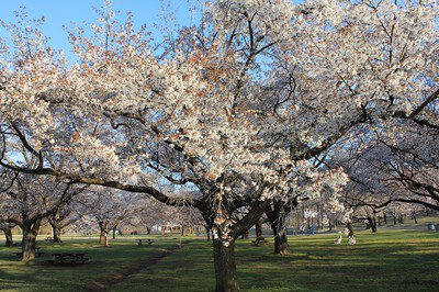 国営みちのく杜の湖畔公園の桜(山桜)