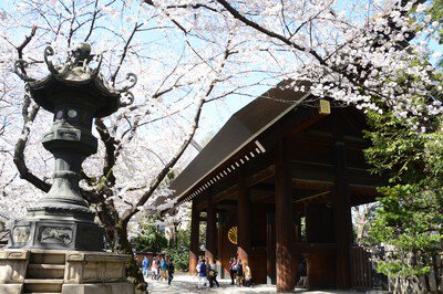 靖國神社の桜