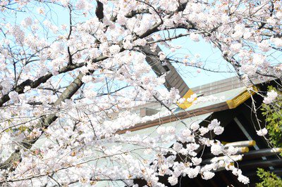 靖國神社の桜