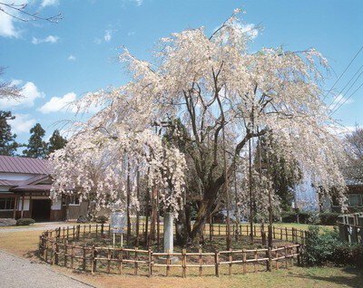 足羽山公園の桜