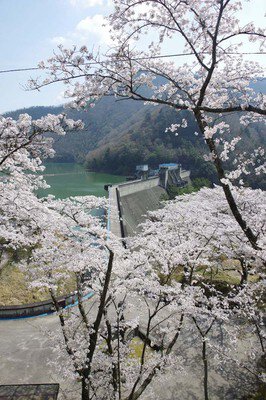 大野ダム公園の桜