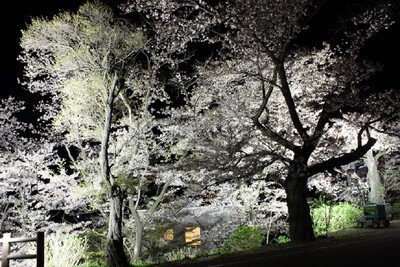 観月台公園の桜