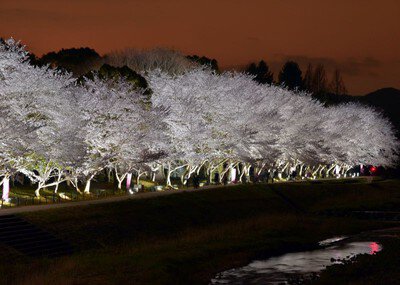 亀岡運動公園の桜