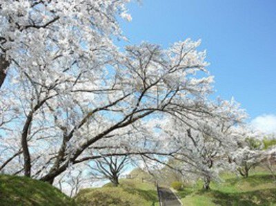 大衡城跡公園の桜