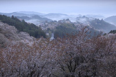 吉野山(上千本)の桜