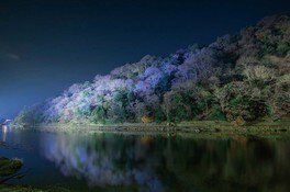 京都・嵐山花灯路-2021 画像(5/5) (嵐山ライトアップ)