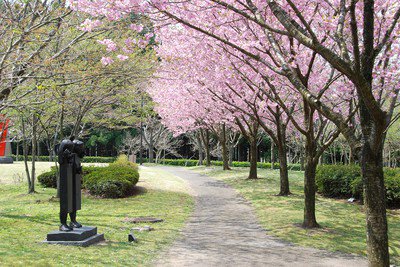 日本国花苑の桜