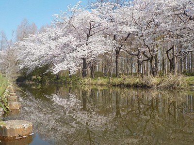 水元公園の桜