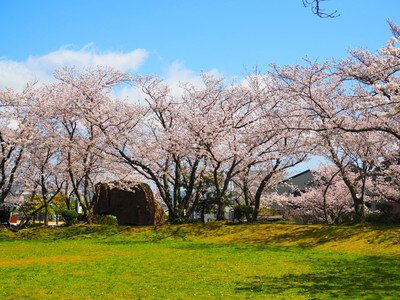 小浜公園の桜
