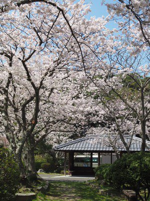 小浜公園の桜
