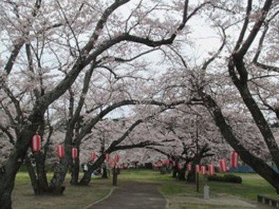 大衡中央公園の桜