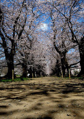 伊奈町無線山桜並木の桜