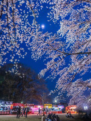 伊奈町無線山桜並木の桜