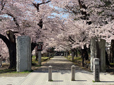 弥彦公園(遅咲き)の桜