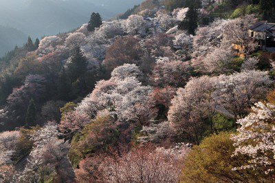 吉野山(下千本)の桜