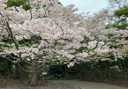 桜トンネルが織りなす春景色