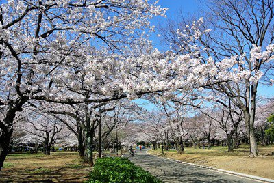 都立代々木公園の桜