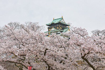 大阪城公園の桜